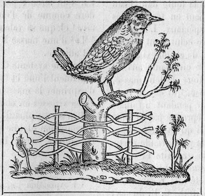 Der König. (Nach Pierre Belon) von Unknown artist