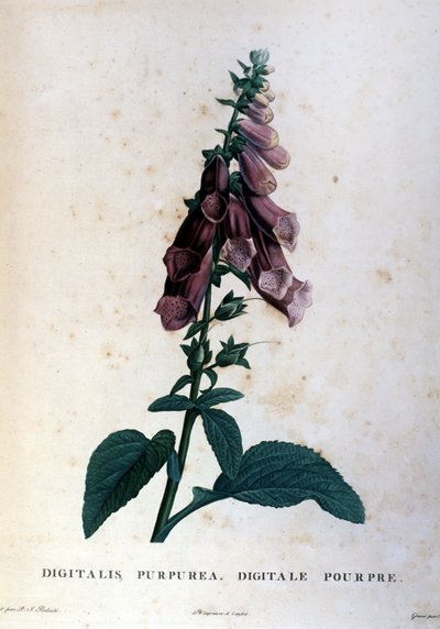 Der rote Fingerhut. Herbarium des 19. Jahrhunderts von Unknown artist