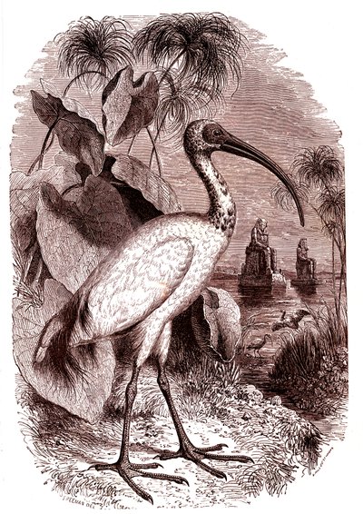 Der heilige Ibis der Ägypter von Unknown artist