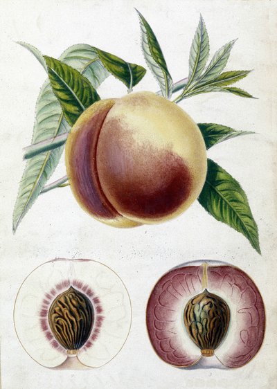 Weiße Pfirsich - botanische Tafel von Unknown artist