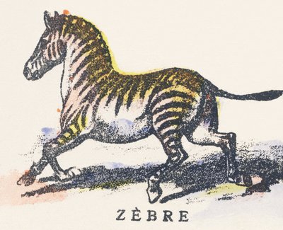 Z: Zebra von Unknown artist