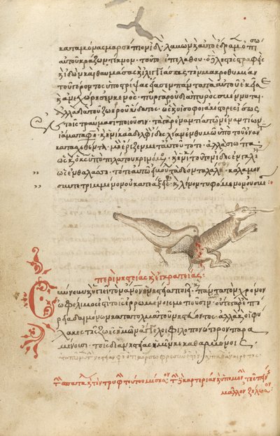 Ein Vogel pickt an einem Tier von Unknown artist