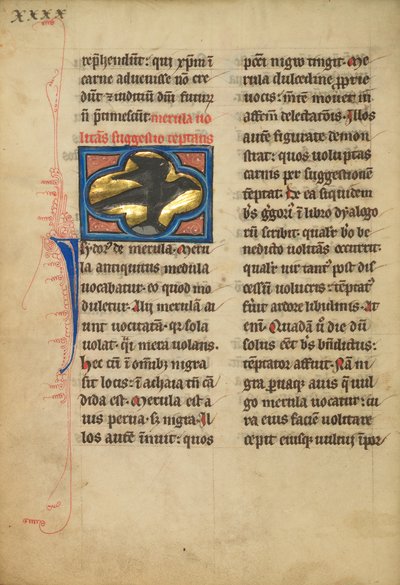 Eine Amsel von Unknown artist