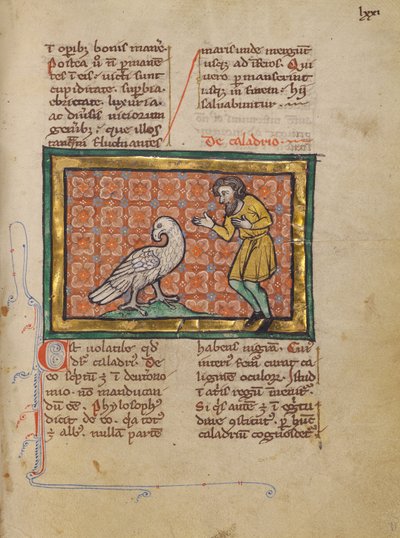 Ein Caladrius-Vogel von Unknown artist