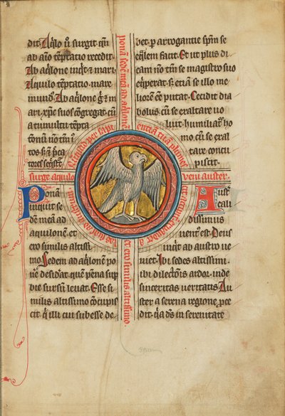 Ein Falke in einem Kreuz von Unknown artist