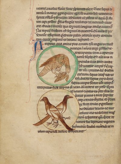 Ein Falke; Elstern von Unknown artist