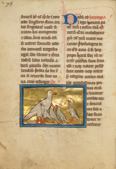 Ein Wiedehopf von Unknown artist