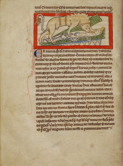 Eine Hyäne von Unknown artist
