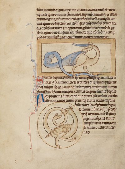 Ein Scitalis; Eine Amphisbaena von Unknown artist