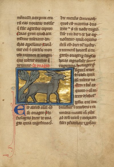Ein Wildesel von Unknown artist