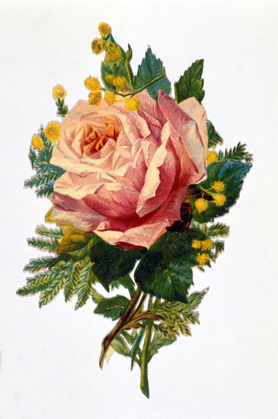 Eine Rose von Unknown artist