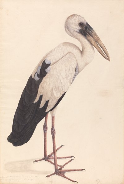 Ein Asiatischer Offenstorch (Anastomus oscitans) von Unknown artist