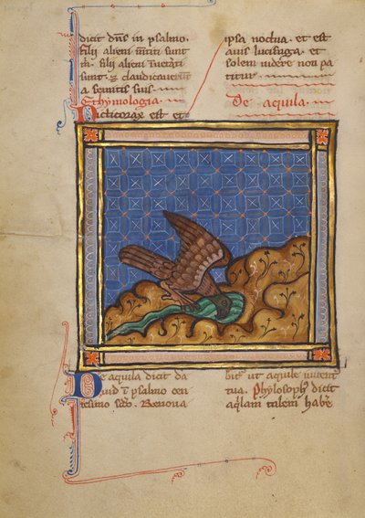 Ein Adler von Unknown artist