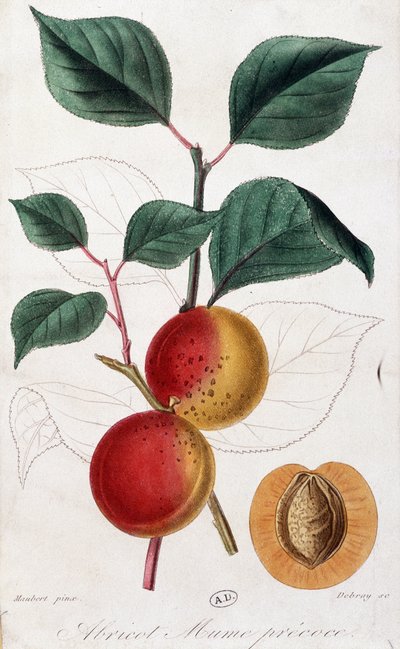 Aprikose - botanische Tafel von Unknown artist