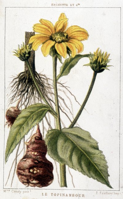 Botanische Tafel, die eine Topinambur zeigt von Unknown artist