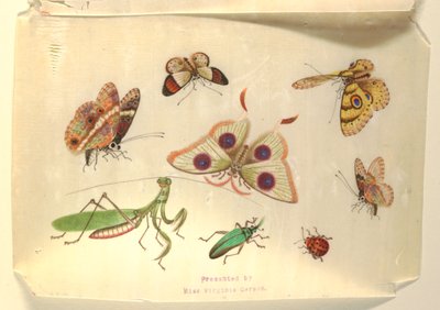 Schmetterlinge und andere Insekten von Unknown artist