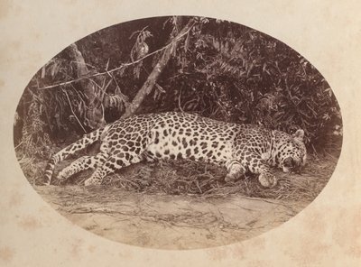 Toter Leopard von Unknown artist