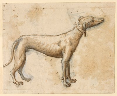 Windhund von Unknown artist