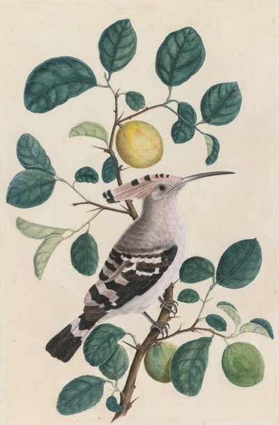 Wiedehopf auf einem Zitrusbaumzweig von Unknown artist