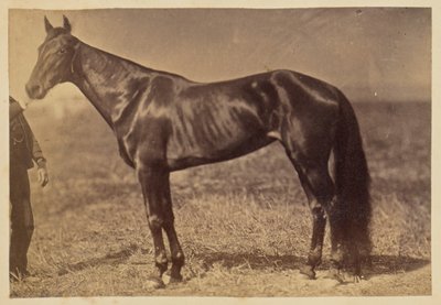 Pferd auf einer Wiese von Unknown artist