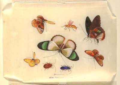 Insekten von Unknown artist