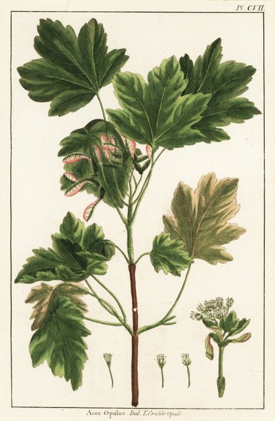 Italienischer Ahorn, Acer opalus von Unknown artist