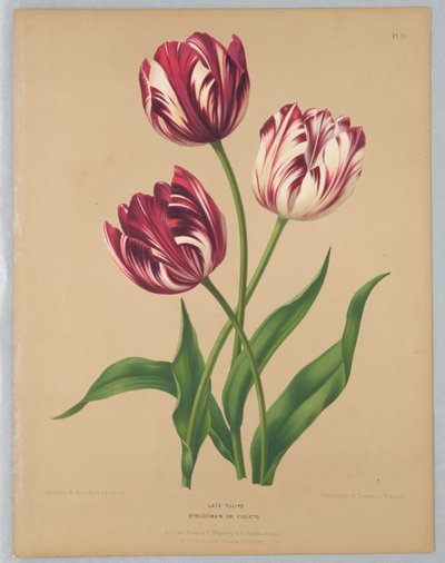 Späte Tulpen / Bybloemen oder Veilchen von Unknown artist