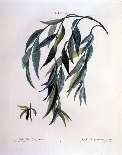 Blatt der Trauerweide (Salix babylonica) von Unknown artist