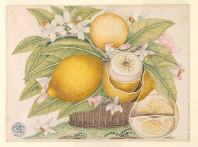 Zitronen und Zitronenblüten in einem Korb von Unknown artist