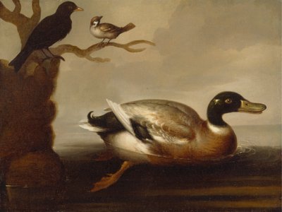 Stockente und andere Vögel von Unknown artist