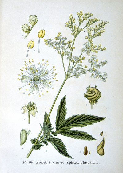 Mädesüß von Unknown artist