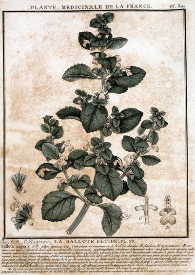 Heilpflanze aus Frankreich: die stinkende Belotte. von Unknown artist