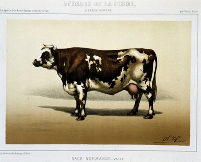 Normannische Kuh von Unknown artist