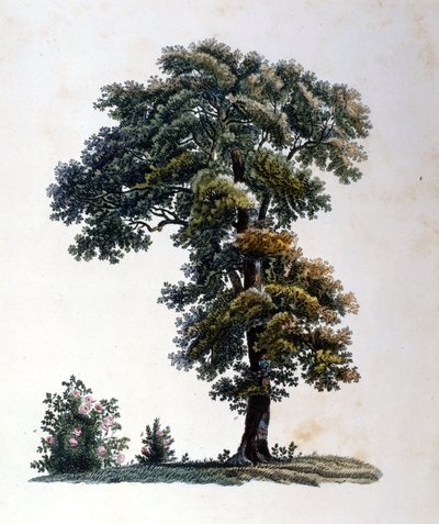 Eiche. Gravur Anfang des 19. Jahrhunderts von Unknown artist