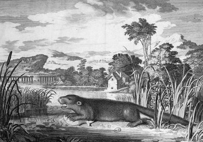 Otter - Gravur von Unknown artist