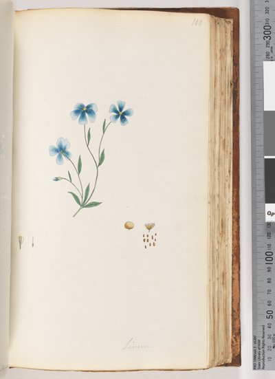 Seite 100. Lein von Unknown artist
