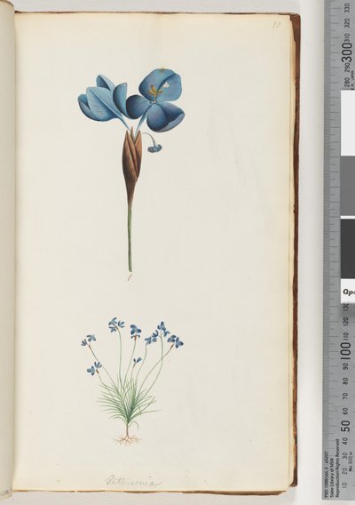 Seite 10. Pattersonia von Unknown artist