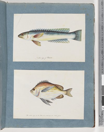 Seite 11. Unidentifizierter Fisch. 12. Unidentifizierter Fisch von Unknown artist