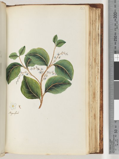 Seite 123. Vergrößert auf der Vorderseite von Unknown artist