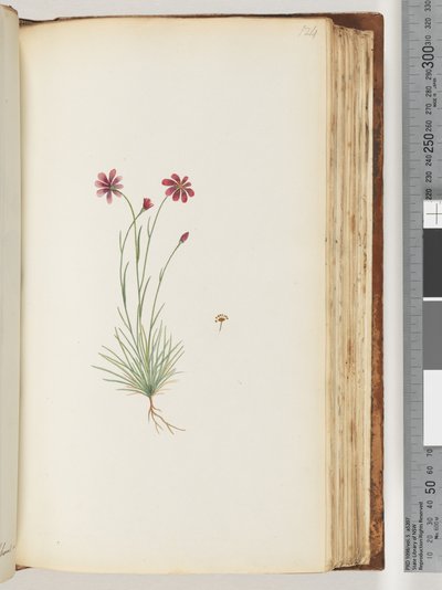 Seite 124. Unbekannte Pflanze von Unknown artist