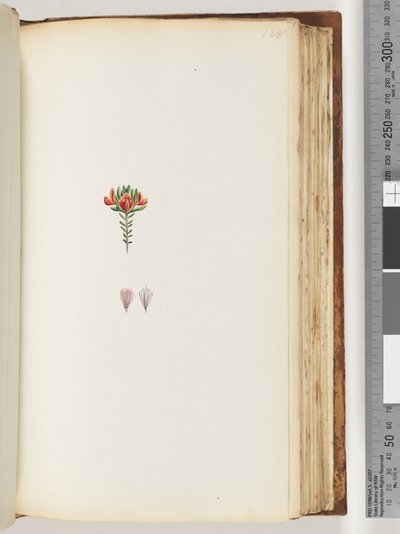 Seite 128. Unbekannte Pflanze von Unknown artist