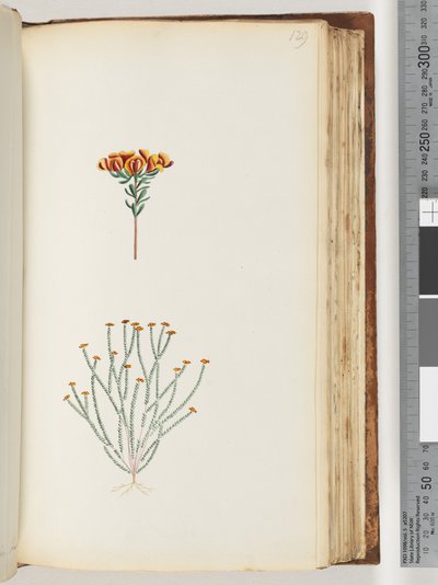 Seite 129. Unbekannte Pflanze von Unknown artist