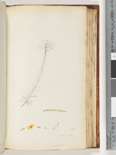 Germen haarig / Ericifolia unvollendete Zeichnung von Unknown artist