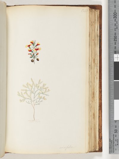 Seite 132. Ericifolia von Unknown artist
