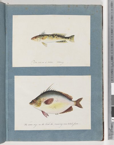Seite 13. Unidentifizierter Fisch. 14. Unidentifizierter Fisch von Unknown artist