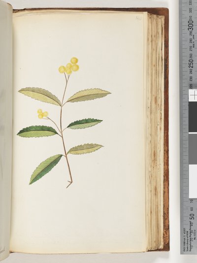Seite 140. Unbekannte Blume, Oktober 1794 von Unknown artist