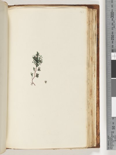 Seite 143. Unbekannte Pflanze von Unknown artist