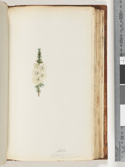 Seite 145. Alela / Leptospermum ambiguum von Unknown artist