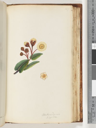 Seite 147. Metrosideros hispida von Unknown artist