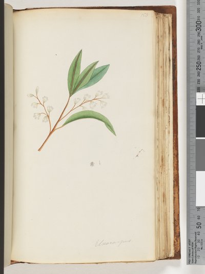 Seite 150. Elaeocarpus von Unknown artist